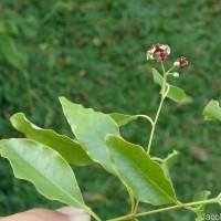 Santalum album L.